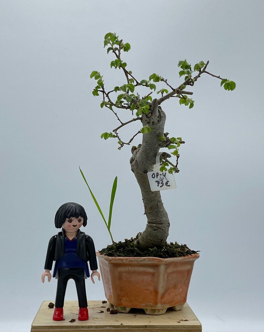 Olmo Parviflora Chino