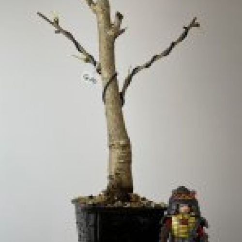 IMG 0907