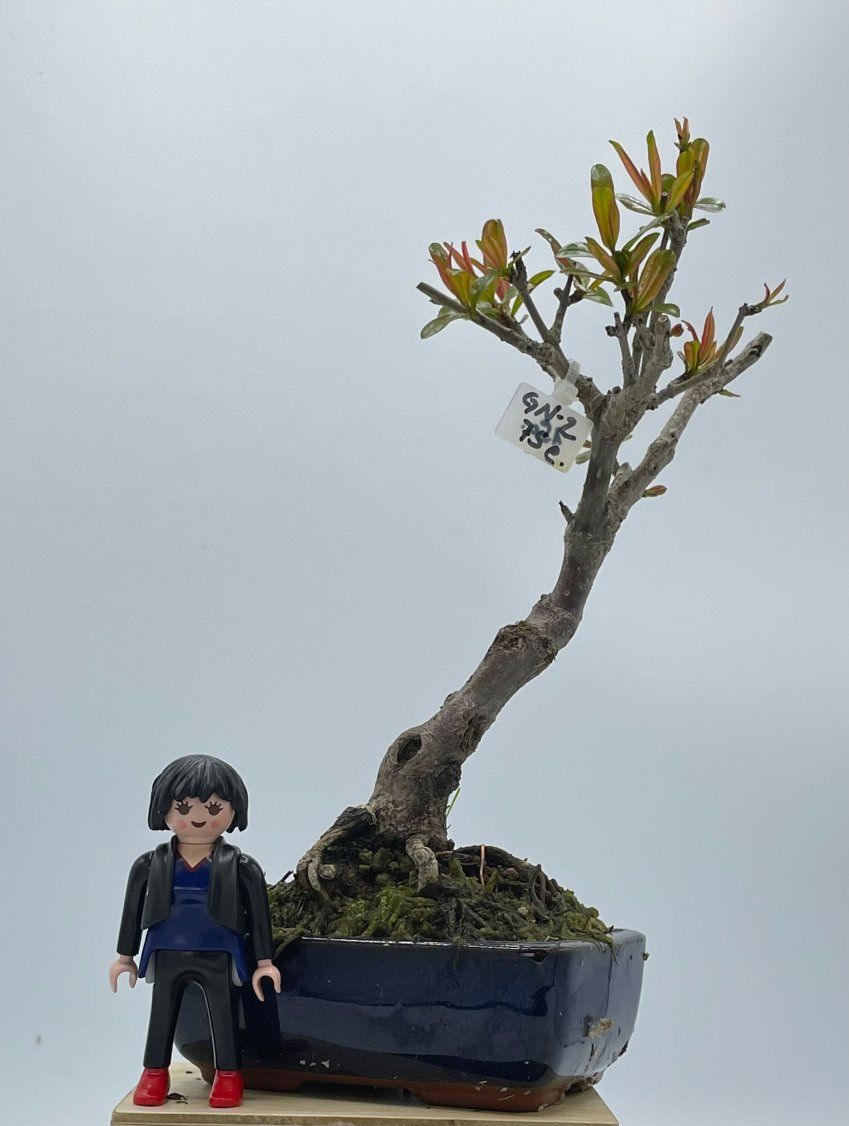 Granado Nejikan