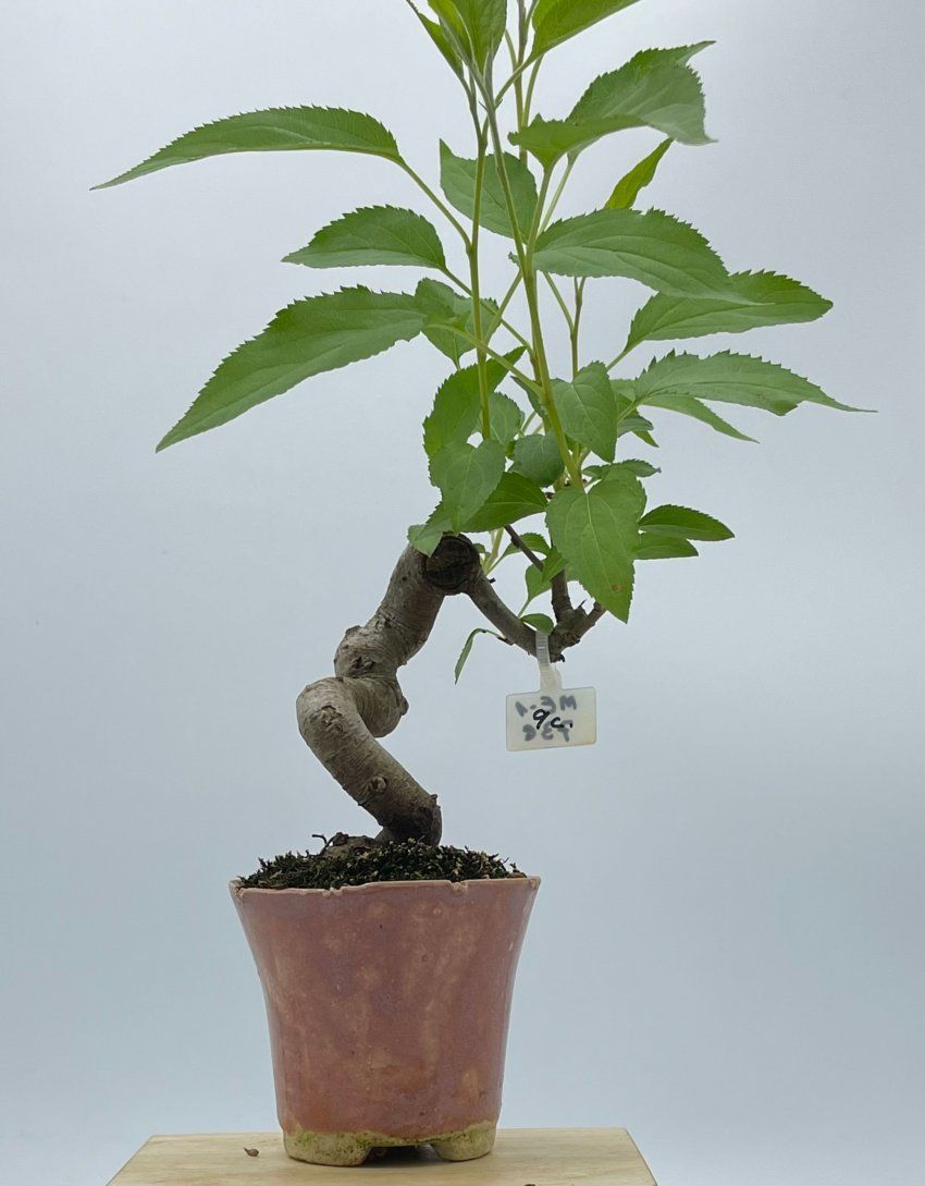 Malus Everest