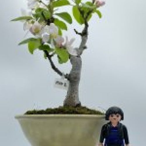 Malus Ralls Janet