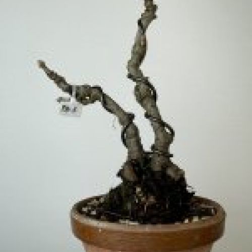 IMG 0832