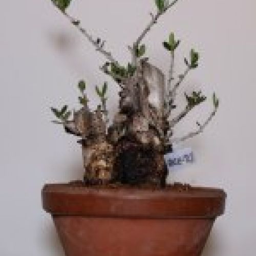IMG 0061