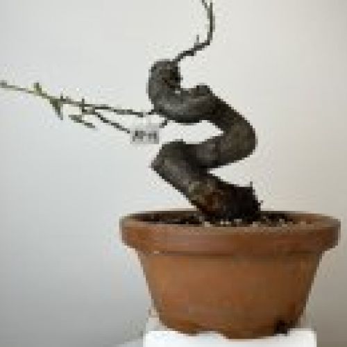 IMG 0857
