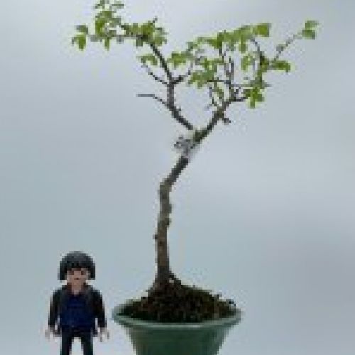 Olmo Parviflora Chino