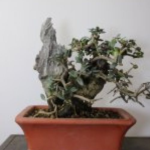 IMG 0125
