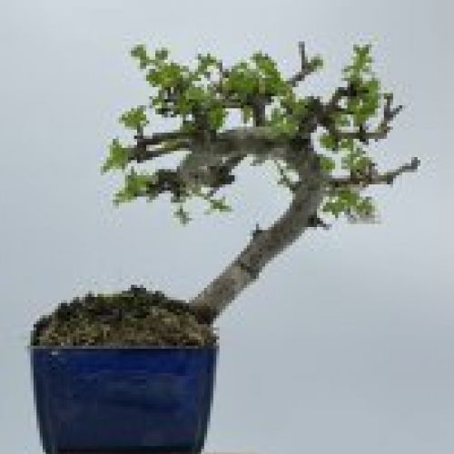 Crataegus Monogyna Espino Albar