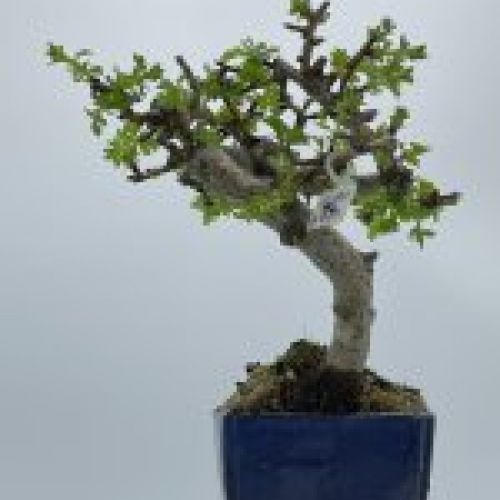 Crataegus Monogyna Espino Albar