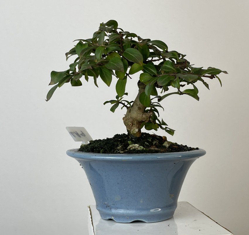 IMG 0720