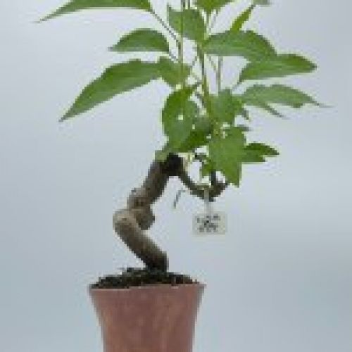 Malus Everest