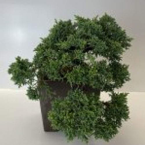 IMG 0044