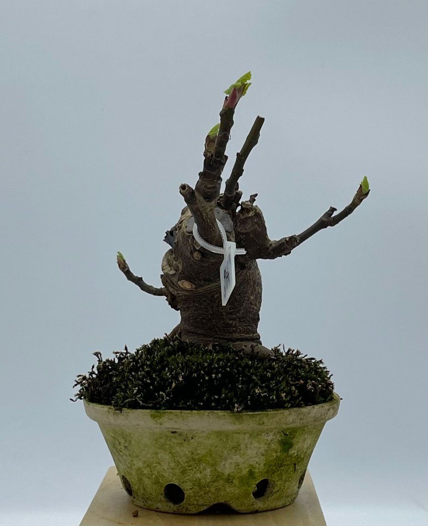 Ficus Carica Higuera