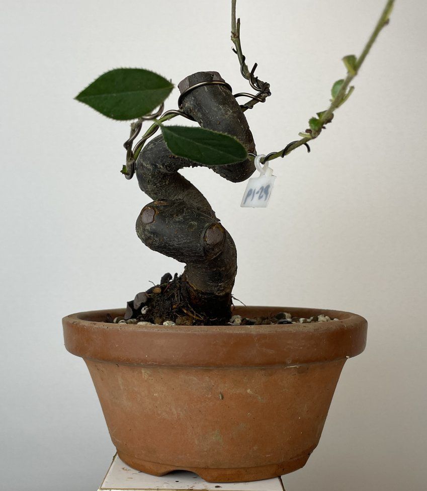 IMG 0858