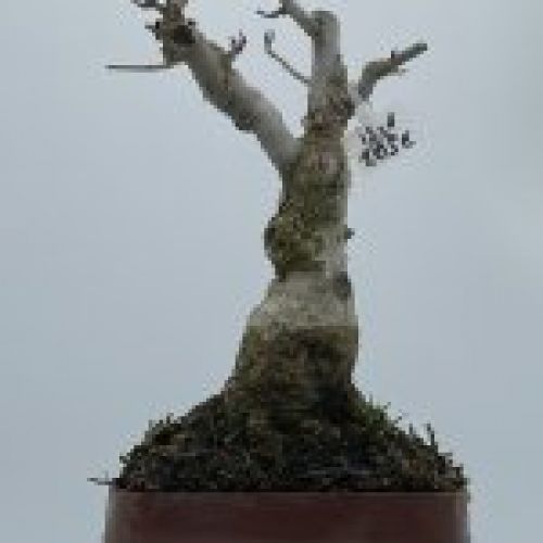 Ilex Serrata