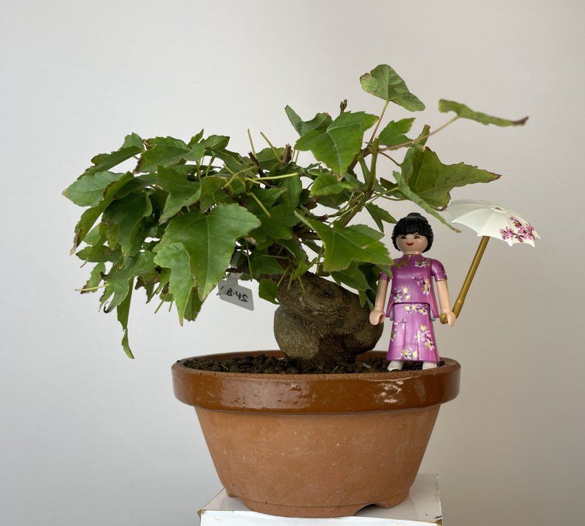 IMG 0736