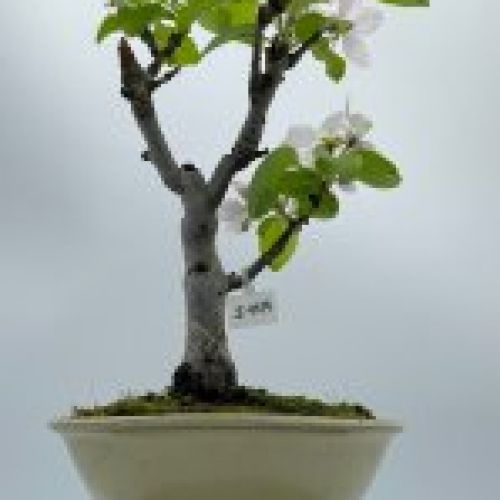 Malus Ralls Janet