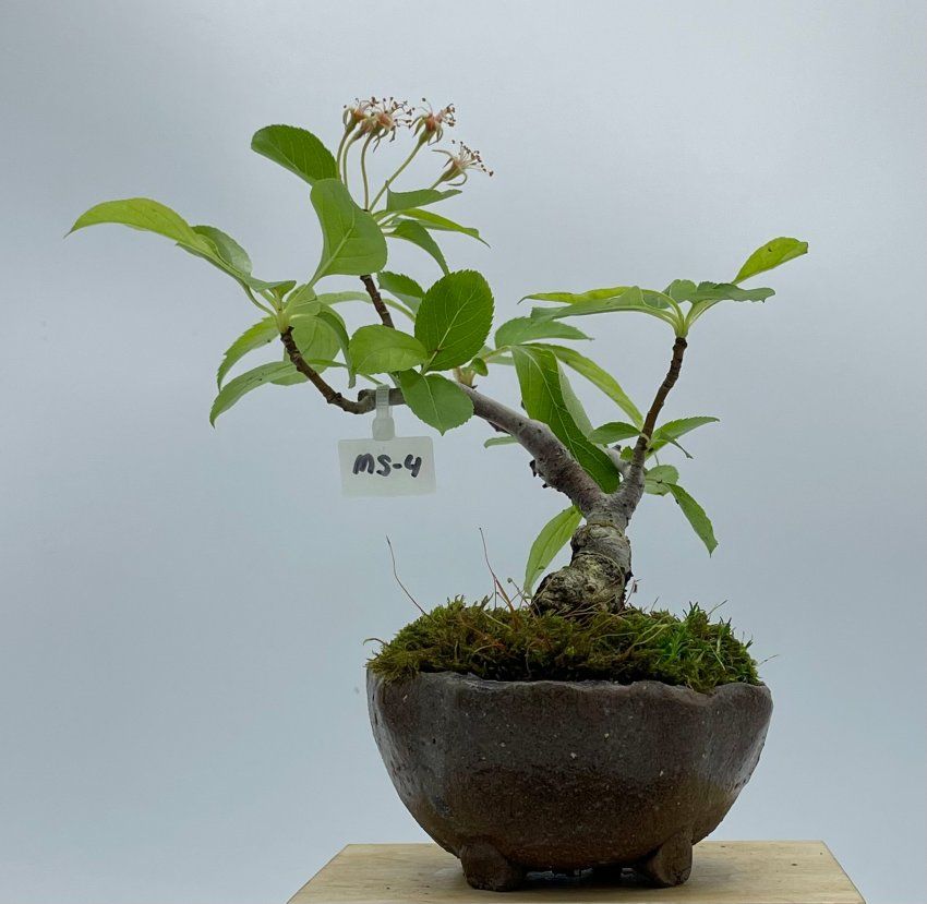 Malus Sieboldii