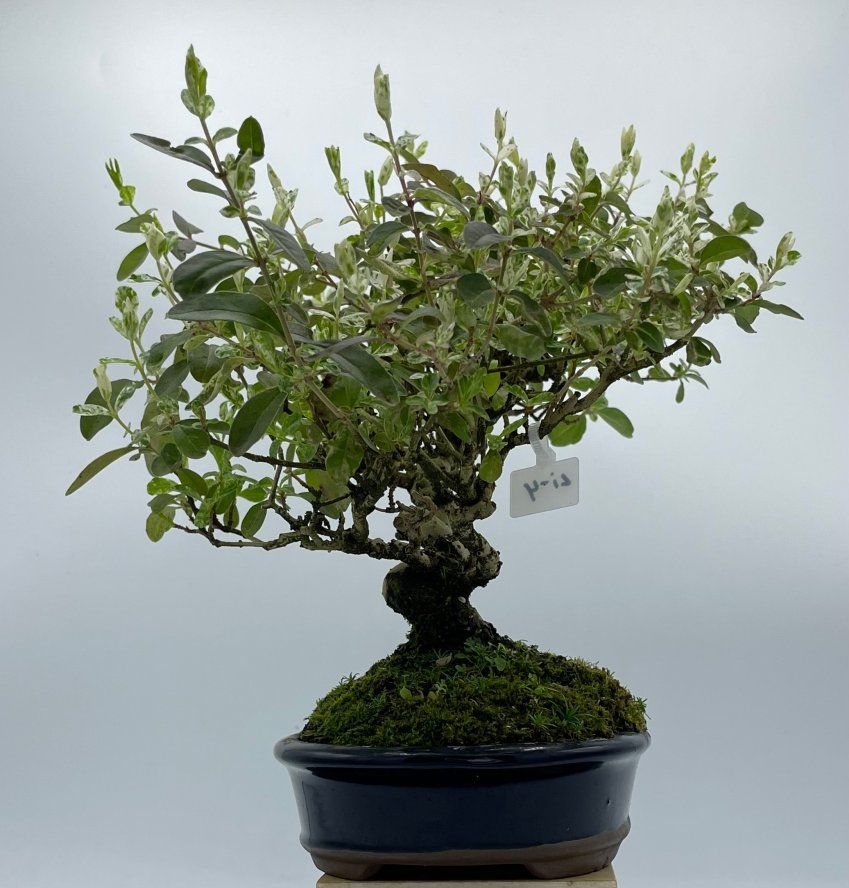 Ligustrum Japonico