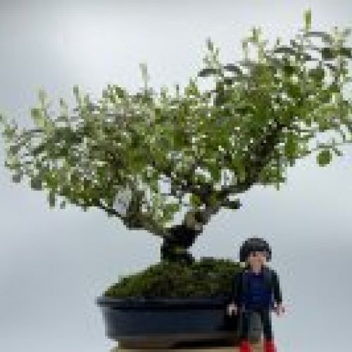 Ligustrum Japonico