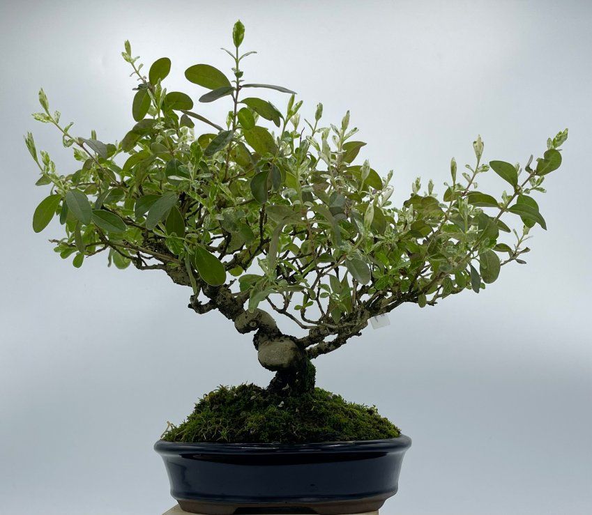 Ligustrum Japonico