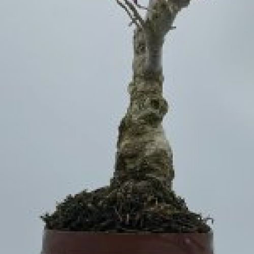 Ilex Serrata
