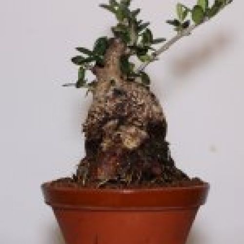 IMG 0054