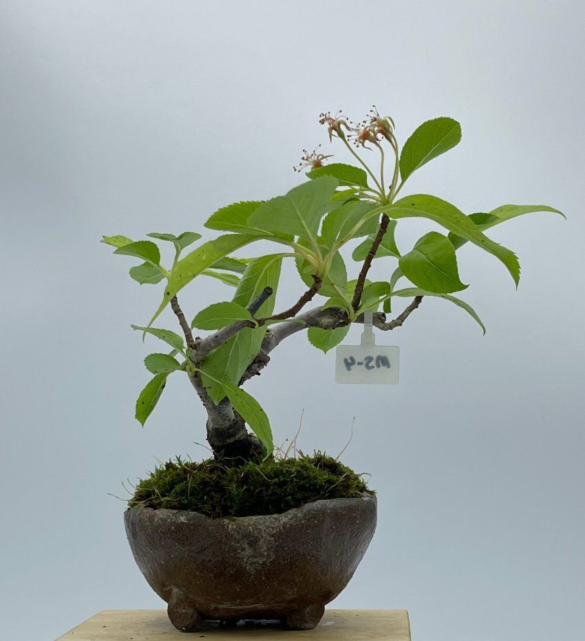 Malus Sieboldii