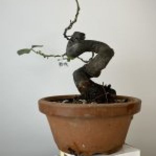 IMG 0860