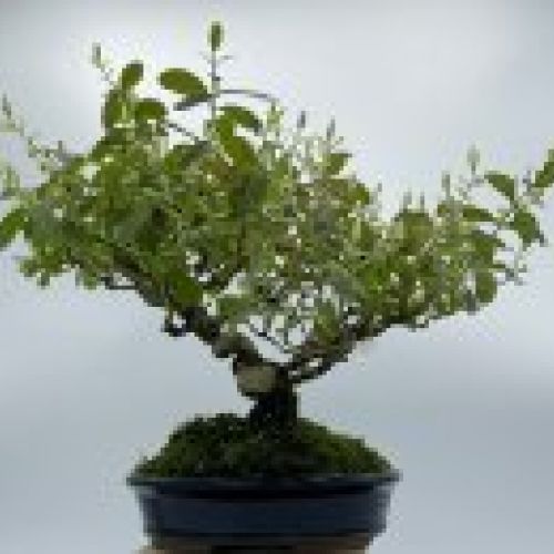 Ligustrum Japonico
