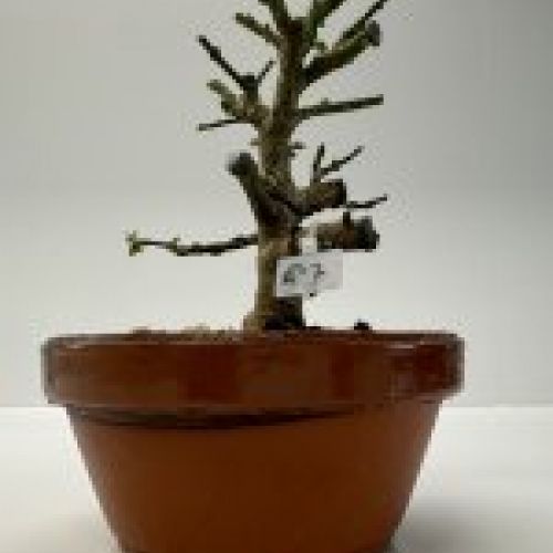 IMG 0705