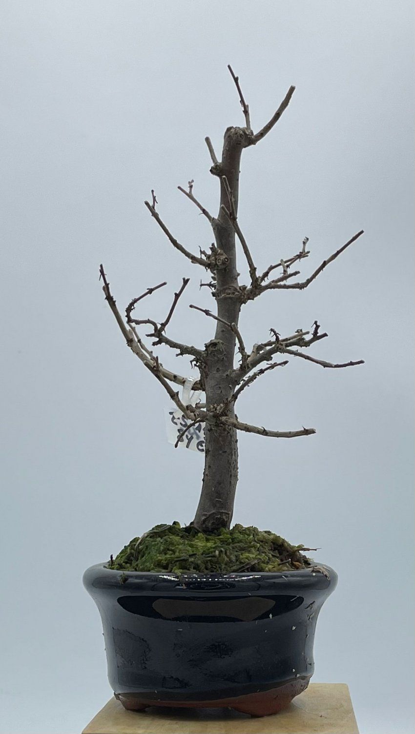 Zelkova Serrata formal