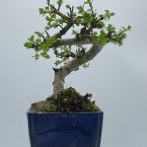 Crataegus Monogyna Espino Albar