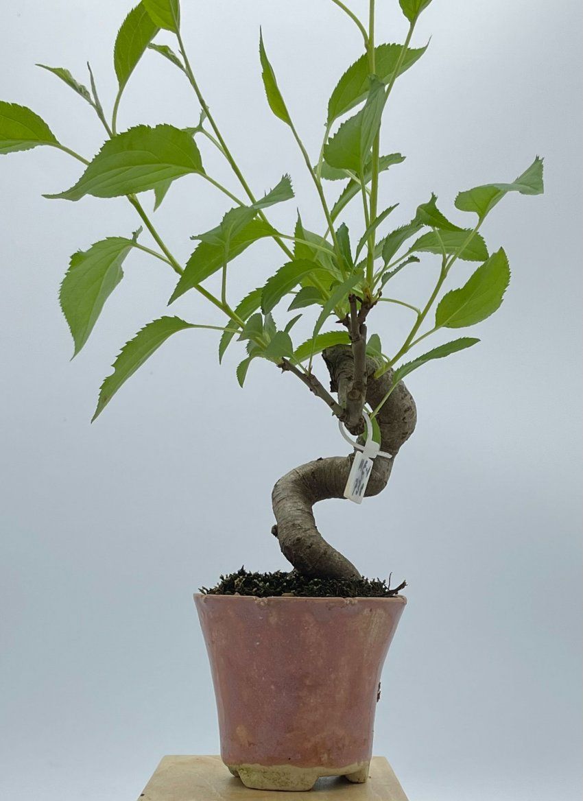 Malus Everest