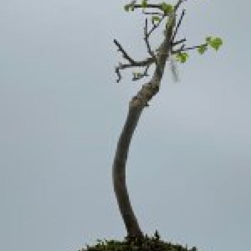 Olmo Parviflora Chino