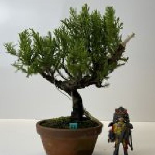 IMG 0589