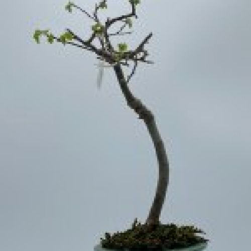 Olmo Parviflora Chino