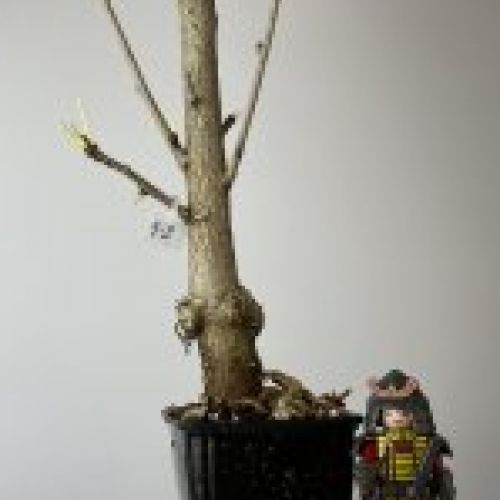 IMG 0887