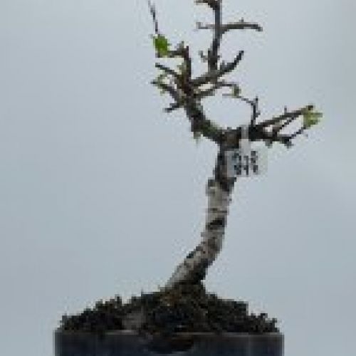 Pyracantha Coccinea