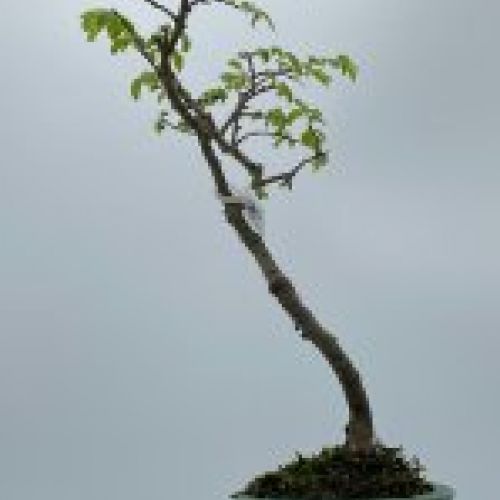 Olmo Parviflora Chino