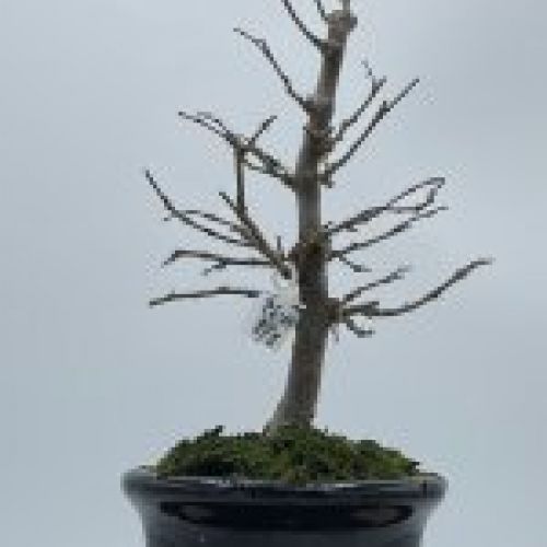 Zelkova Serrata formal