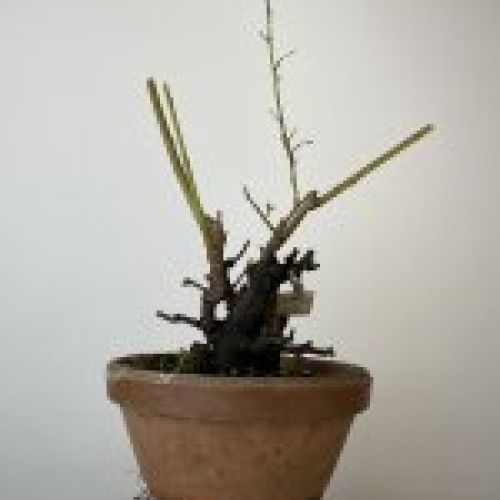 IMG 0752