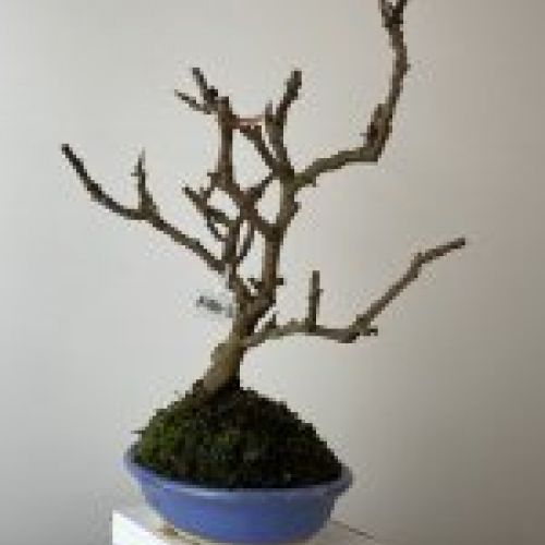 IMG 7005