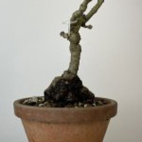 IMG 0840