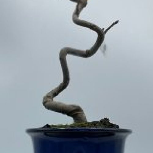 Malus Halliana