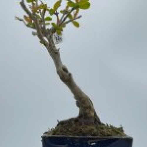 Granado Nejikan