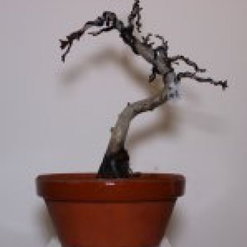 IMG 0046
