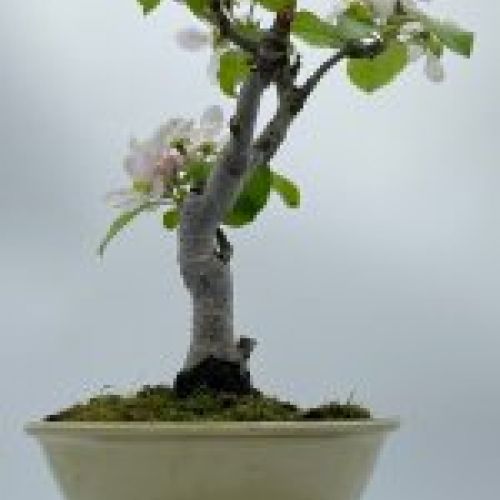 Malus Ralls Janet