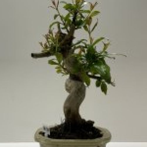 IMG 0799