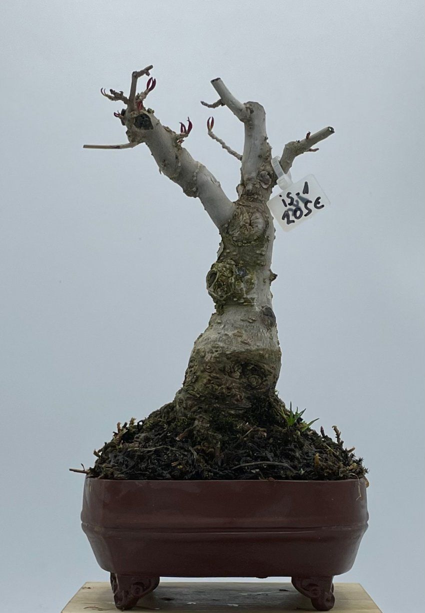 Ilex Serrata