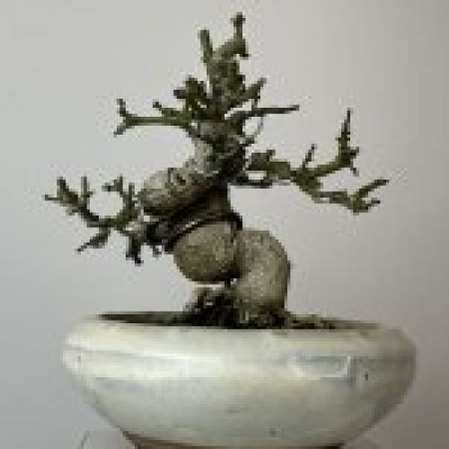 IMG 0427